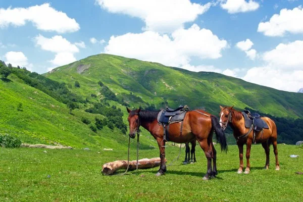 Конные прогулки, Бархан Сарыкум, «Динопарк»