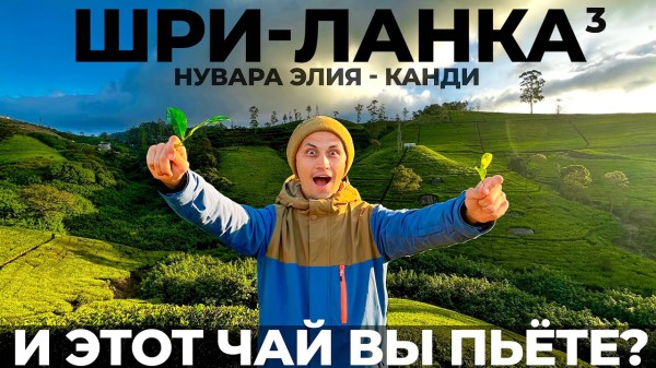 Шри Ланка: самостоятельно или тур? Мы в шоке от чайных плантаций Правда о чае. Нувара Элия Канди